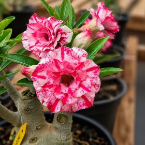 Podadinha - Rosa do Deserto BRD 111 (Pink)