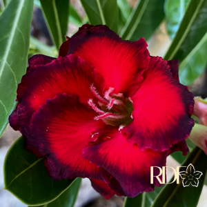 Pré Venda - Rosa do Deserto Dragon Bloods