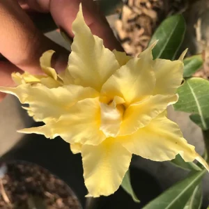 Pré Venda - Rosa do Deserto Fire