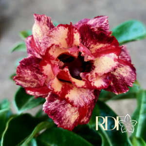 Pré Venda - Rosa do Deserto Chocolate Ice Cream