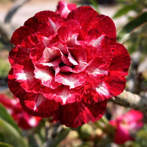 Pré Venda - Rosa do Deserto Cardeal