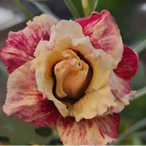 Pré Venda - Rosa do Deserto Raio De Fogo