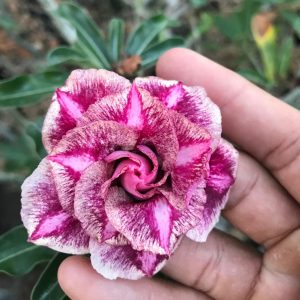 Pré Venda - Rosa do Deserto Diferente