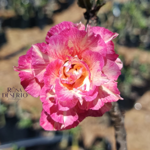 Pré Venda - Rosa do Deserto Glamour