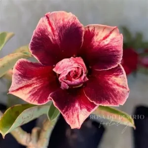 Pré Venda - Rosa do Deserto Israela