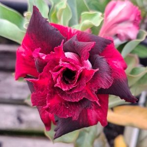 Pré Venda - Rosa do Deserto Drácula