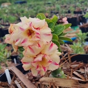 Avaria - Rosa do Deserto Picachu