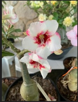 Baby - Rosa do Deserto Lucky White (Branca Buque)
