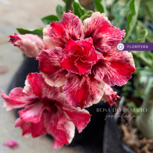 Baby - Rosa do Deserto Miss (RC 504) (Vermelha Hiperflorífera)