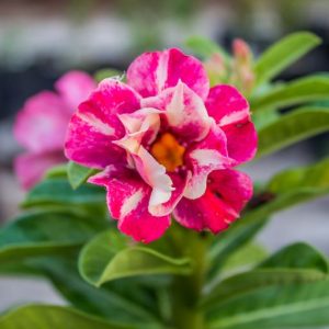 Baby - Rosa do Deserto Malan (RC 194) (Pink)