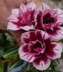 Baby - Rosa do Deserto Star Brown (Mesclada)