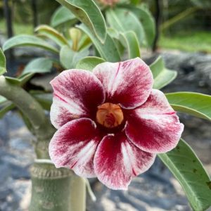 Baby - Rosa do Deserto Pomegranate (Mesclada)