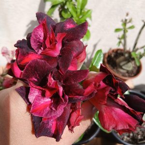 Baby - Rosa do Deserto Double Pluto (Vinho Florífera)