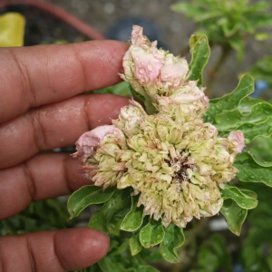 Baby - Rosa do Deserto Peach Elf 2