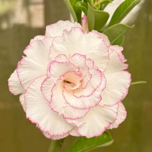 Baby - Rosa do Deserto Neva Rosa (Pink)