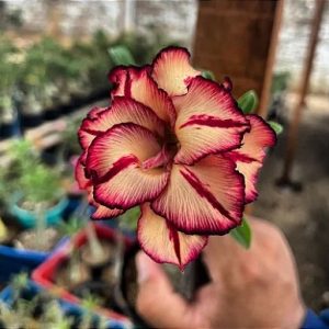 Baby - Rosa do Deserto Olive (Mesclada Mutante)