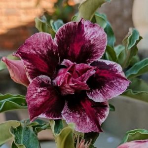 Baby - Rosa do Deserto Velour Down