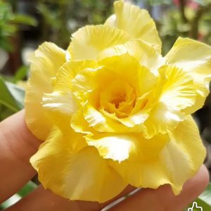 Baby - Rosa do Deserto Zaad