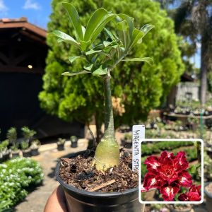 Baby - Rosa do Deserto Magenta Star