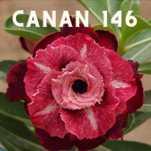 Baby - Rosa do Deserto Canan 146
