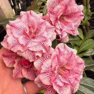 Baby - Rosa do Deserto Candy Rose