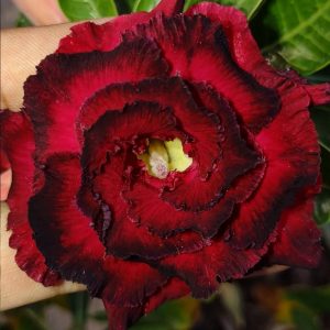Baby - Rosa do Deserto Triple Flaming