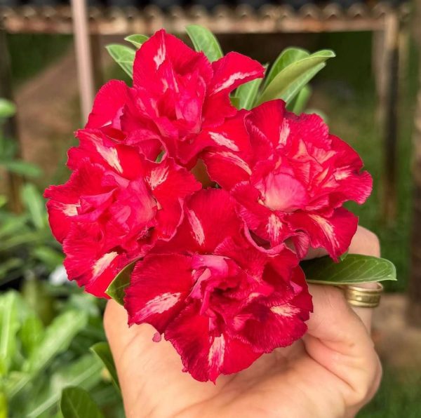 Baby - Rosa do Deserto Kalinka