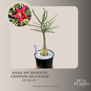 Baby - Rosa do Deserto Crispum Selvagem