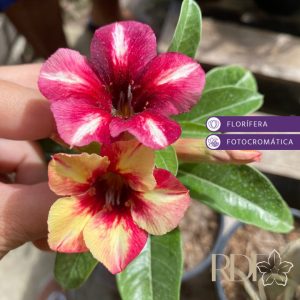 Baby - Rosa do Deserto Sugar Maple