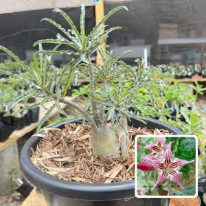 1609 01 Big Caudex Crispum