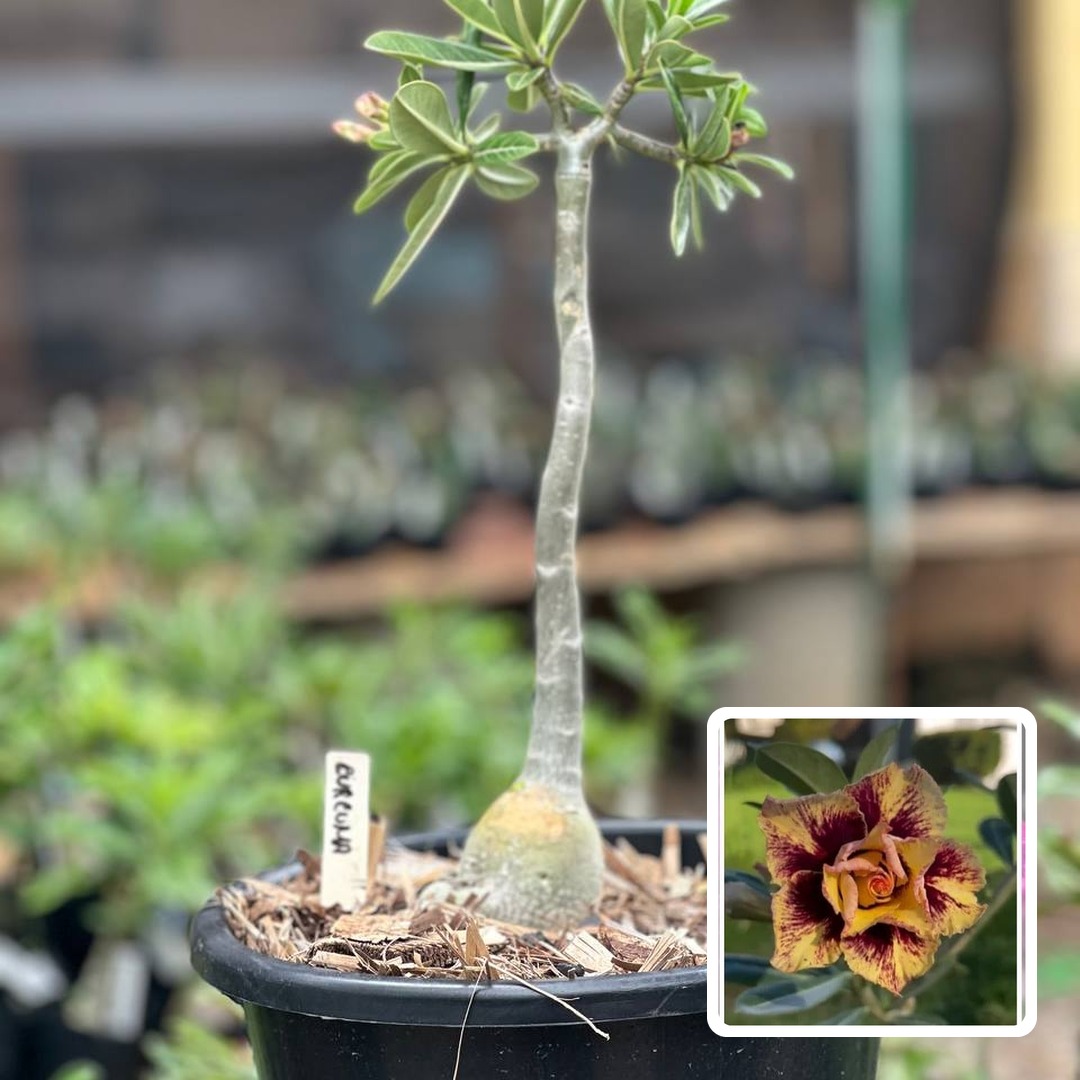 1609 16 Baobá Baby Curcuma