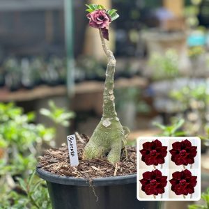 1609 18 Baobá Baby Baccara