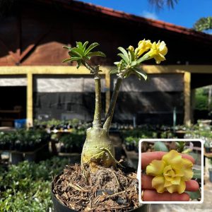 1609 24 Rosa do Deserto Dourada (Leilão)