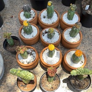 1709 02 Cacto Kit Astrophytum Astérias 13uni