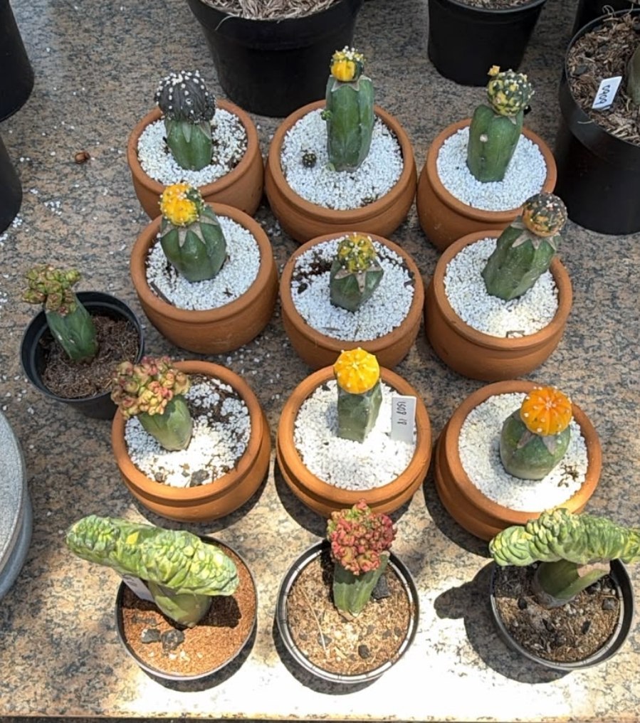 1709 02 Cacto Kit Astrophytum Astérias 13uni