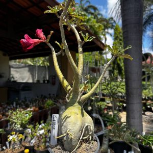 1709 02 Rosa do Deserto Surprise Roxa Singela