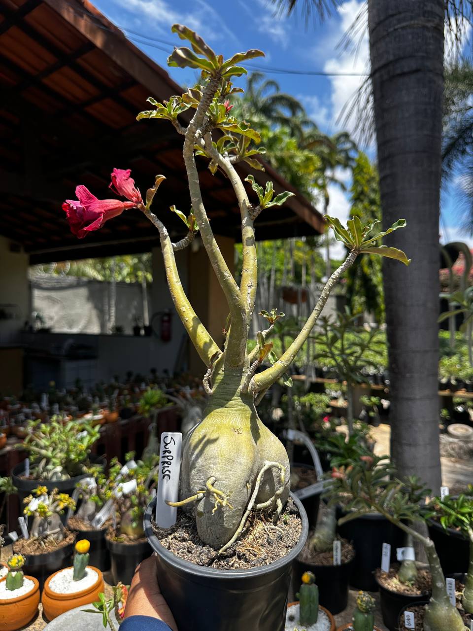 1709 02 Rosa do Deserto Surprise Roxa Singela