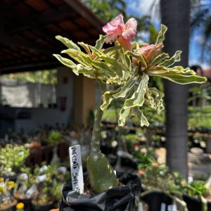 1709 03 Rosa do Deserto Variegata Suprema