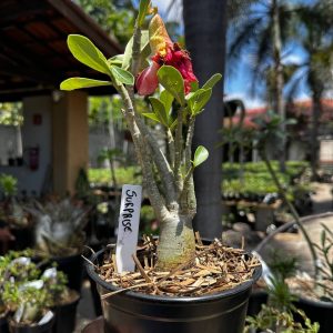 1709 05 Rosa do Deserto Surprise Roxa Singela