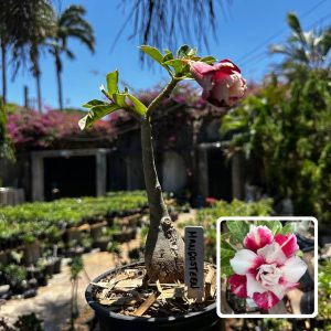 1709 06 Rosa do Deserto Mangosteen