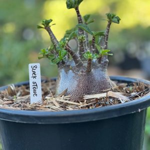 1709 08 Arabicum Vitrine Black Stone