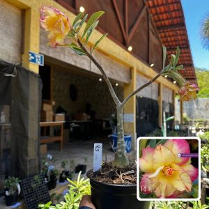 1709 11 Rosa do Deserto Rs