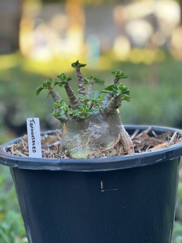Arabicum Vitrine Tiranossauro
