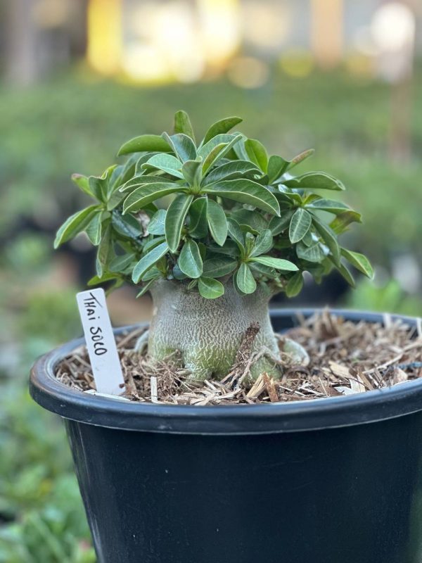 Arabicum Vitrine Thai soco