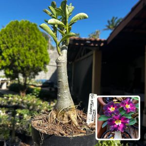 1709 14 Big Caudex Céu Estrelado Singela