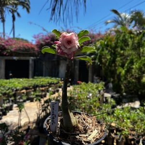 1709 22 Rosa do Deserto Lumintamg
