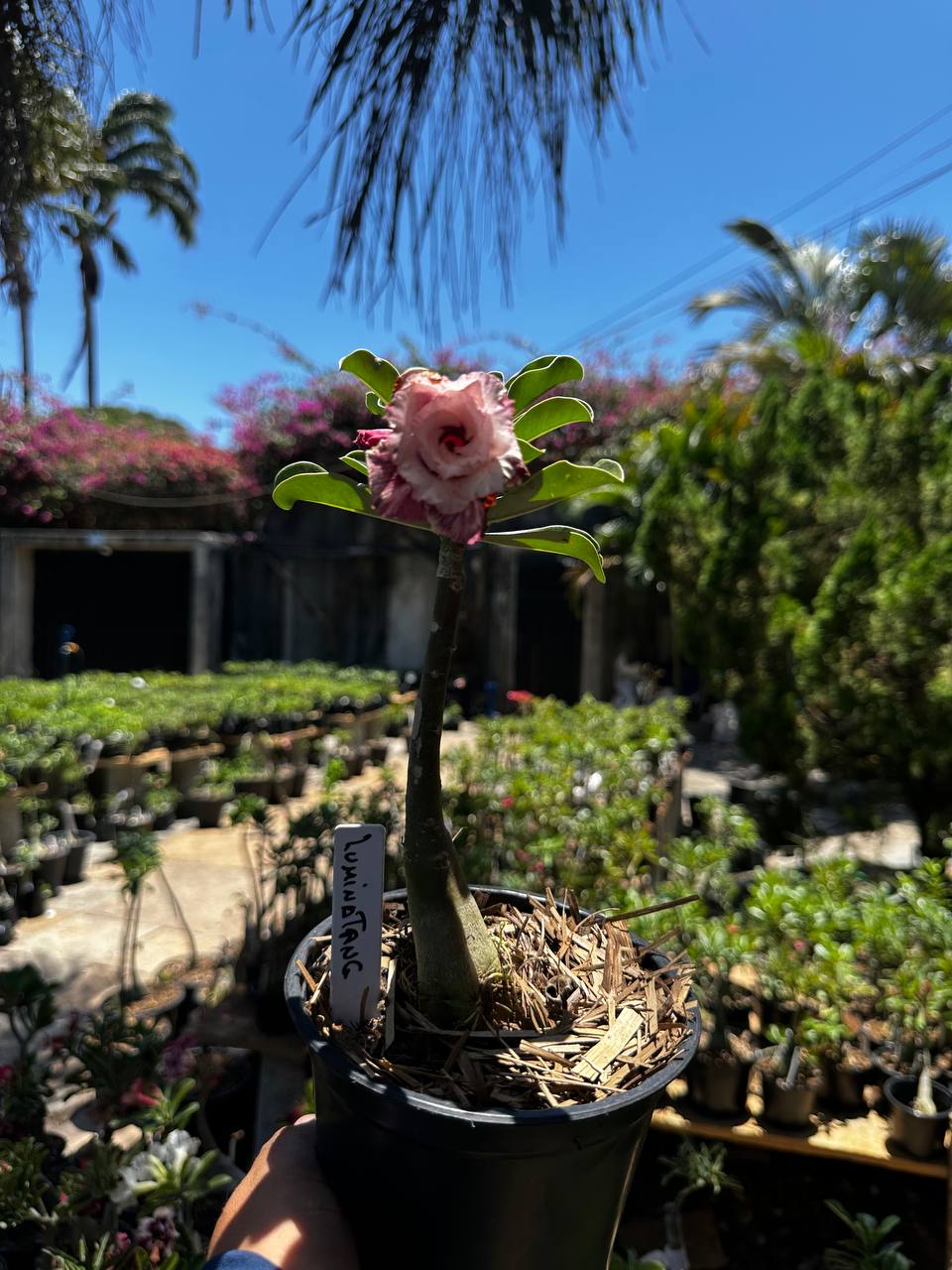 1709 22 Rosa do Deserto Lumintamg