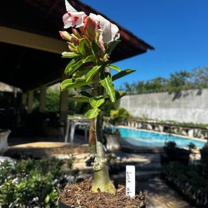 1709 23 Big Caudex Luck White