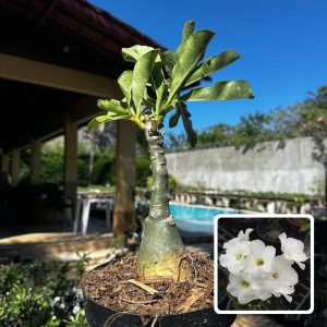 1709 24 Big Caudex Swazicum White