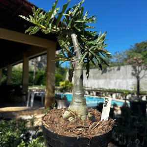 1709 26 Big Caudex Zaya